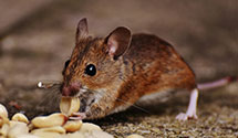 24 Hour & Emergency Exterminators in Roswell Industrial Air Cente, NM